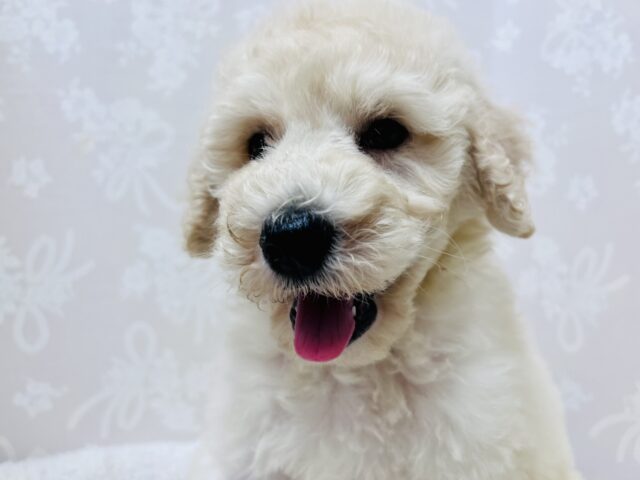 スタンダードプードル