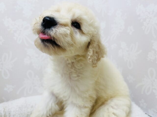 スタンダードプードル