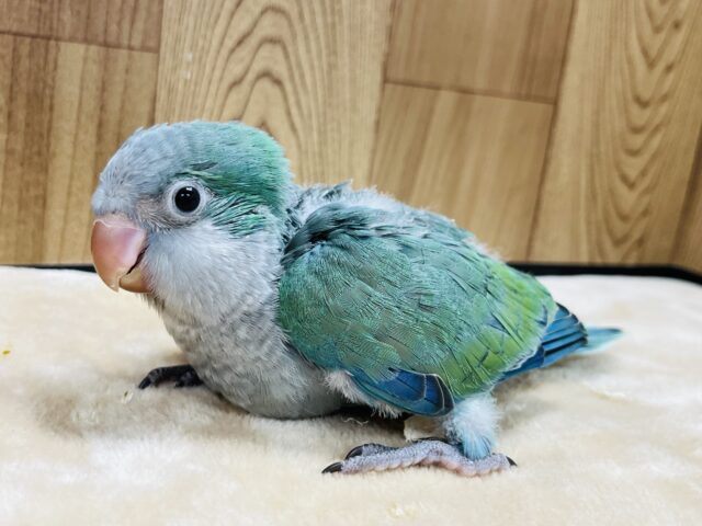 オキナインコ