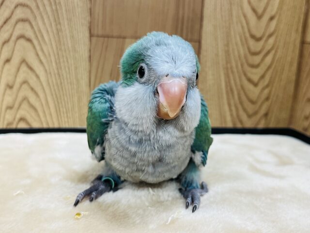 オキナインコ