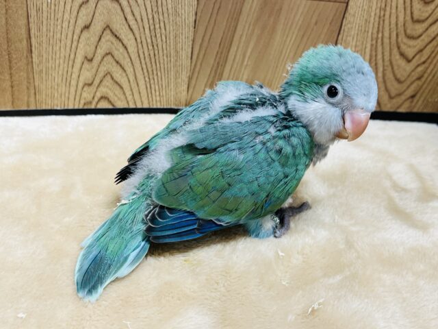 オキナインコ