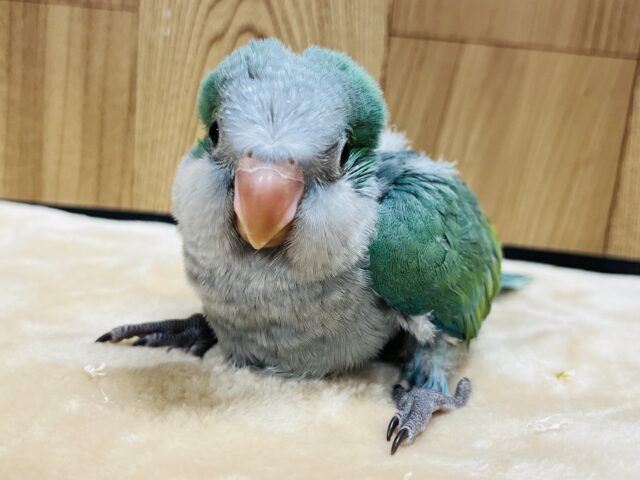 オキナインコ