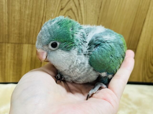 オキナインコ
