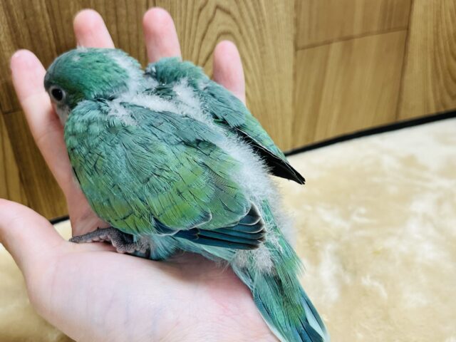 オキナインコ