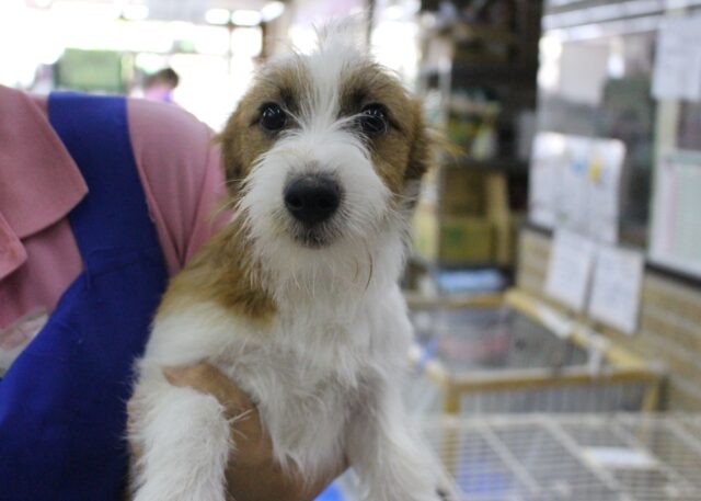 ジャックラッセルテリア