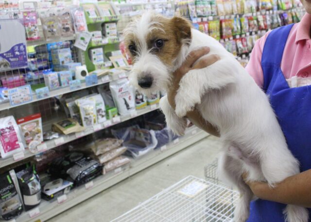 ジャックラッセルテリア