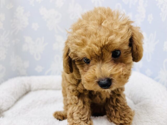 元気いっぱい!トイプードルの男の子! トイプードル