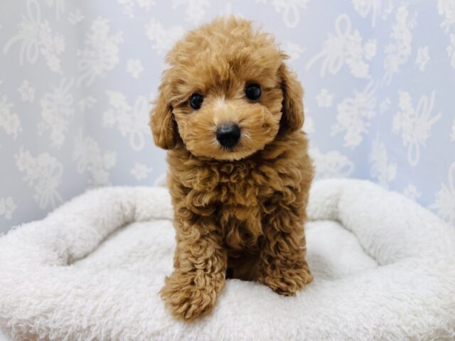 元気いっぱい!トイプードルの男の子! トイプードル