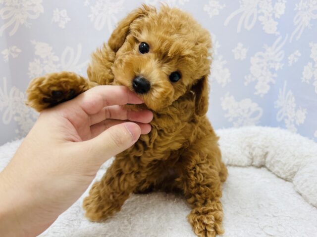 元気いっぱい!トイプードルの男の子! トイプードル