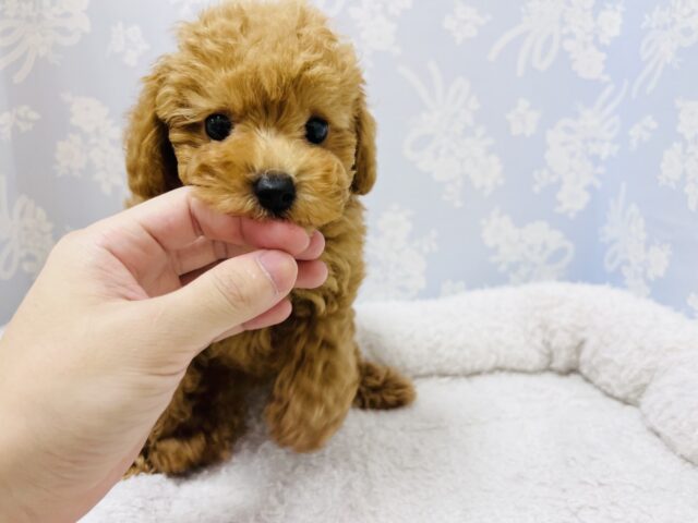 元気いっぱい!トイプードルの男の子! トイプードル