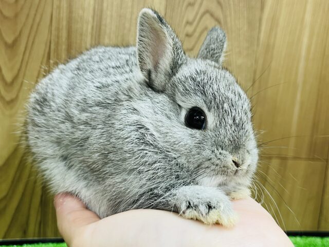 ネザーランドドワーフ