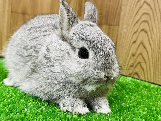 ネザーランドドワーフ