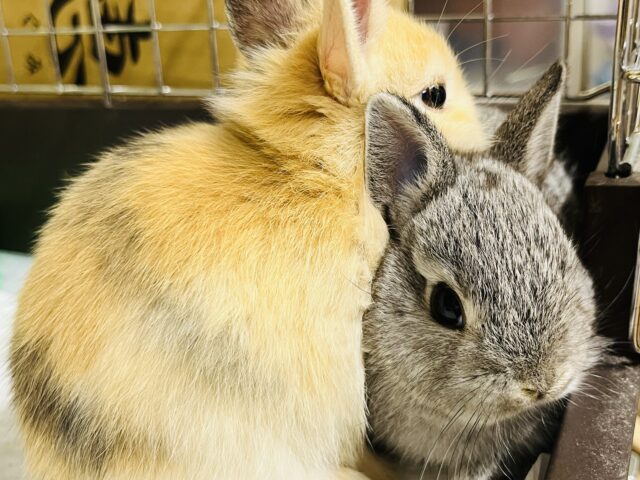 ネザーランドドワーフ