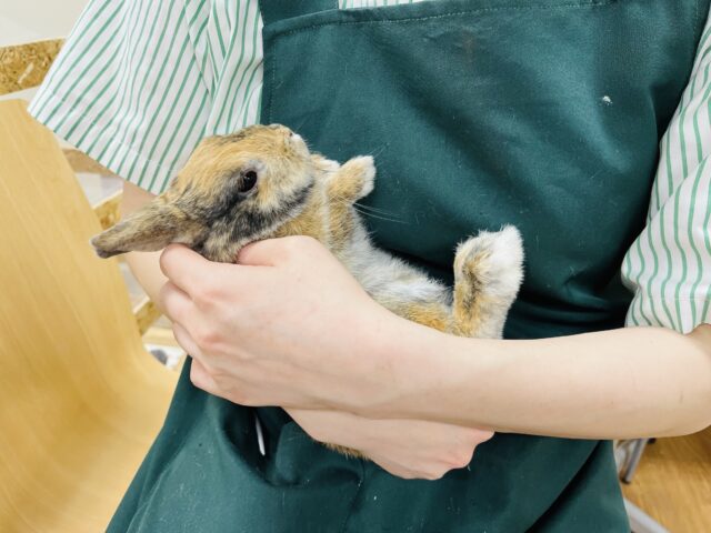 ネザーランドドワーフ