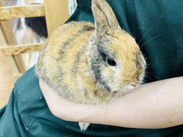 ネザーランドドワーフ