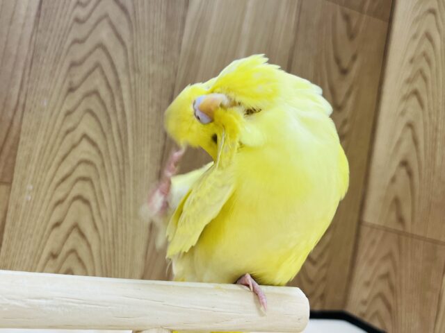 ジャンボセキセイインコ