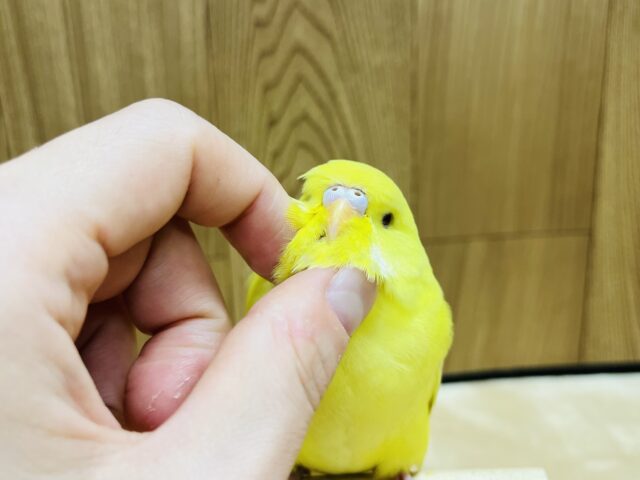 ジャンボセキセイインコ