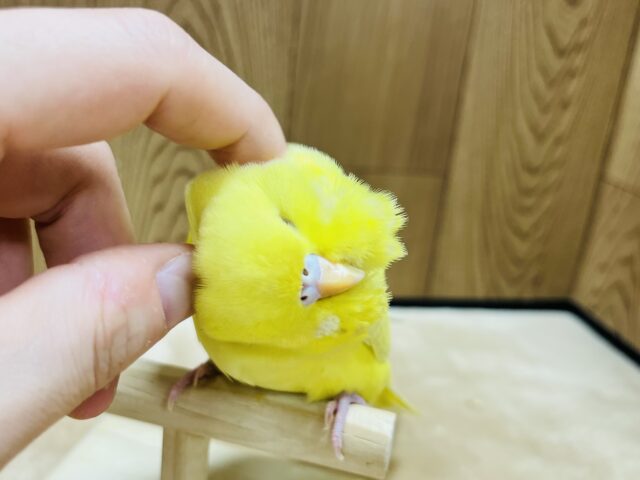 ジャンボセキセイインコ