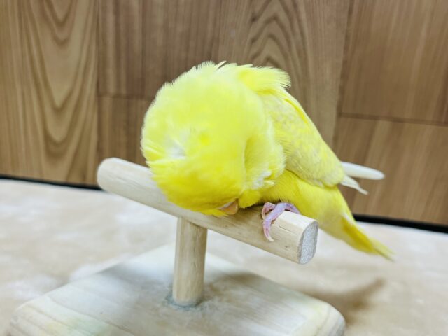 ジャンボセキセイインコ