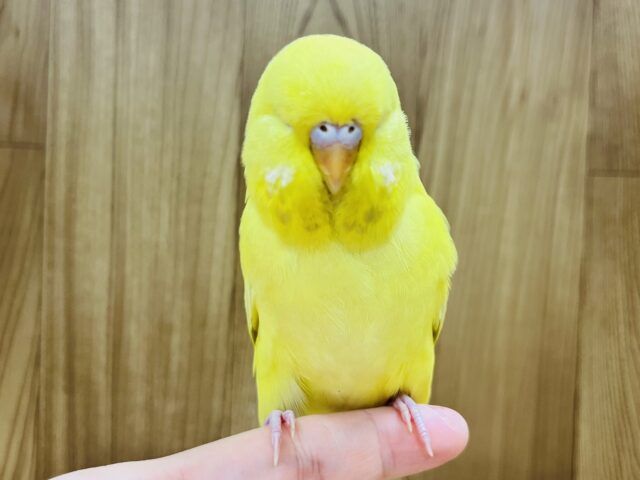 ジャンボセキセイインコ