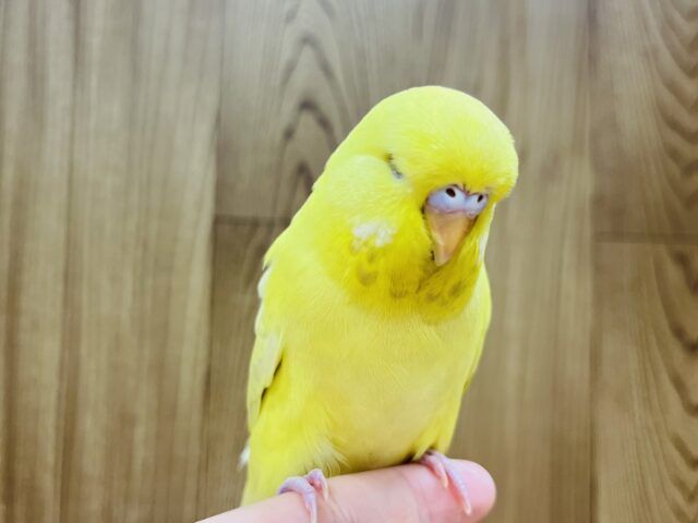 ジャンボセキセイインコ