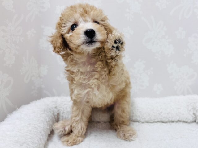 トイプードル