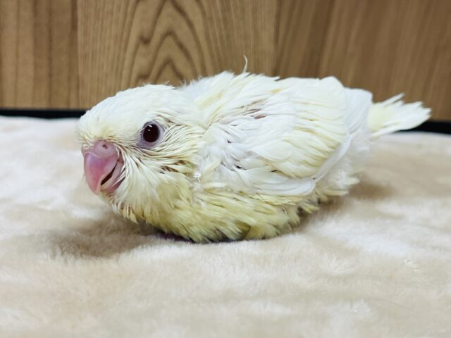 まるっところっと◎サザナミインコ(クリームイノ) ヒナ サザナミインコ