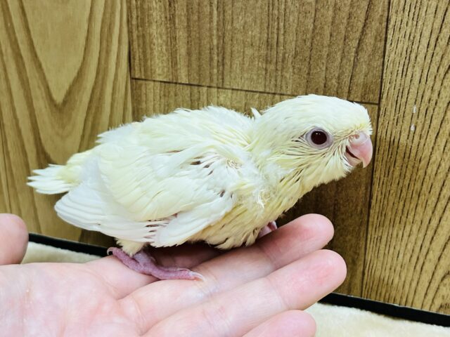 まるっところっと◎サザナミインコ(クリームイノ) ヒナ サザナミインコ