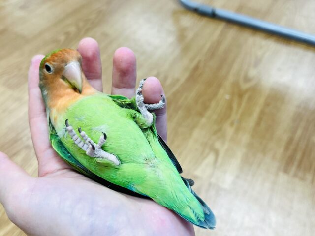 コザクラインコ（小桜インコ）