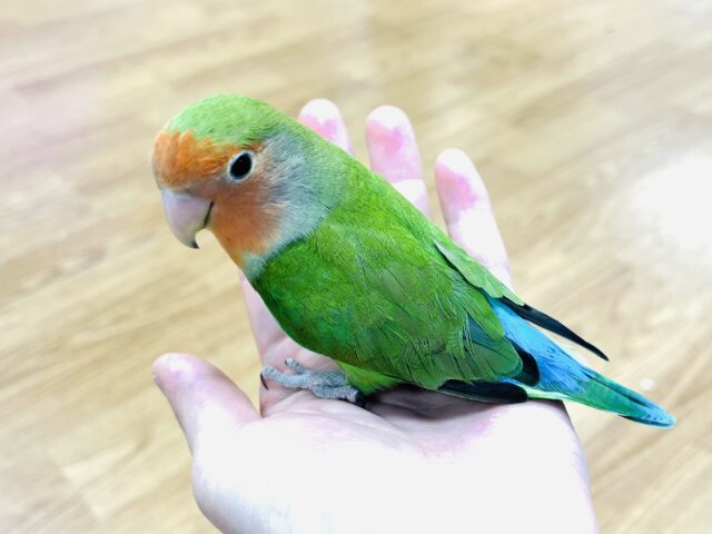 コザクラインコ（小桜インコ）