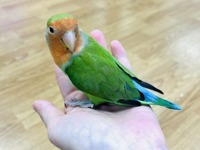 コザクラインコ（小桜インコ）