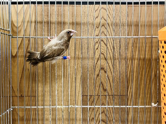 ヨーロッパ十姉妹