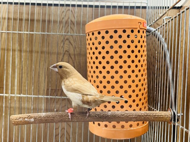 ヨーロッパ十姉妹