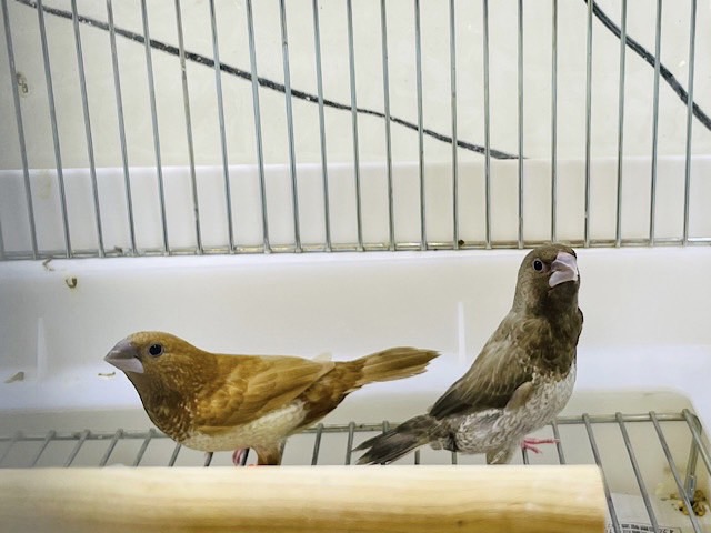 ヨーロッパ十姉妹