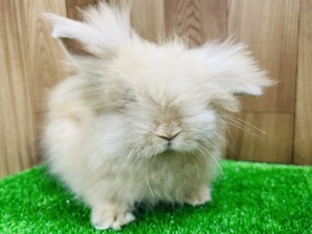 アンゴララビット