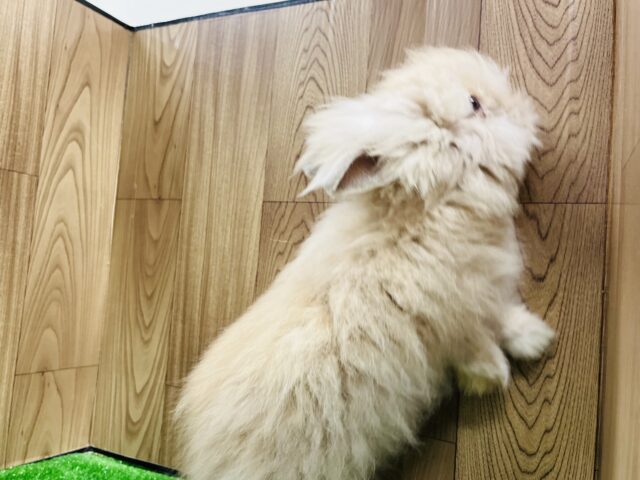 アンゴララビット