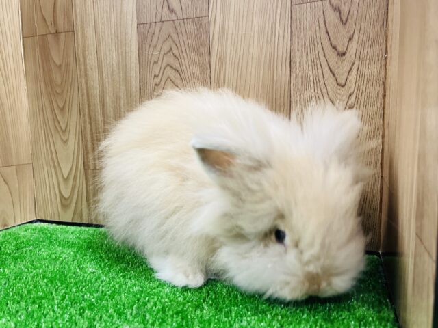 アンゴララビット