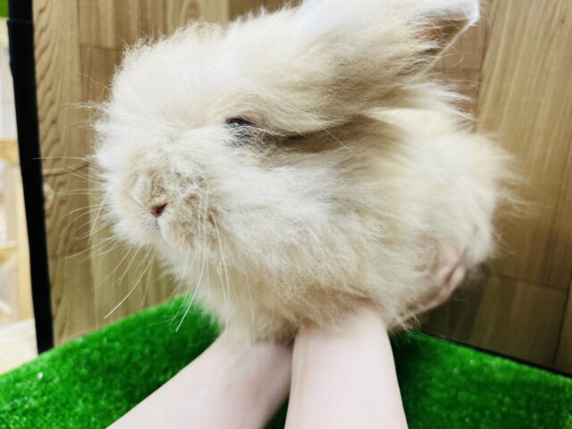 アンゴララビット