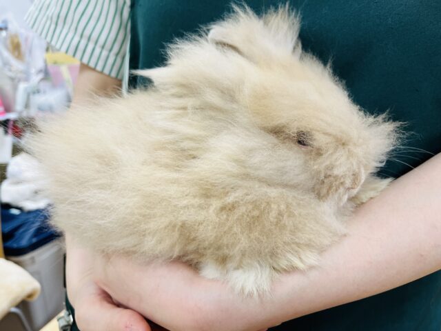 アンゴララビット