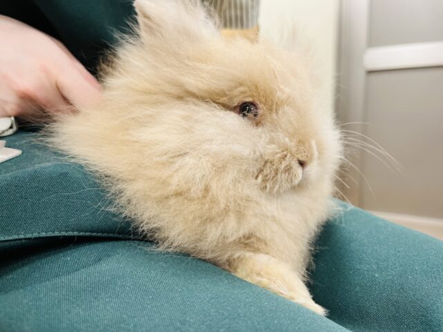 アンゴララビット