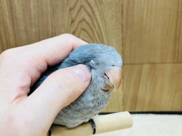 オキナインコ