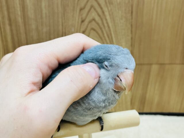 オキナインコ
