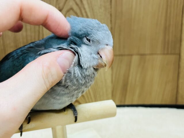 オキナインコ