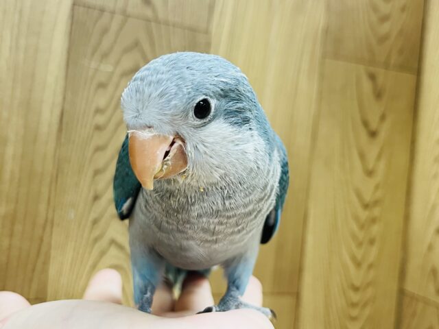 オキナインコ