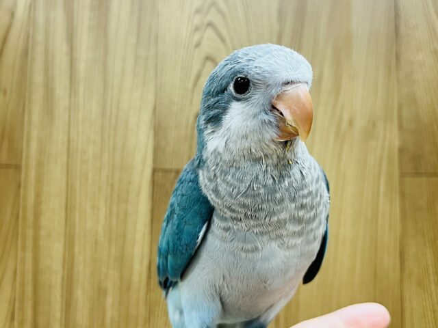 オキナインコ