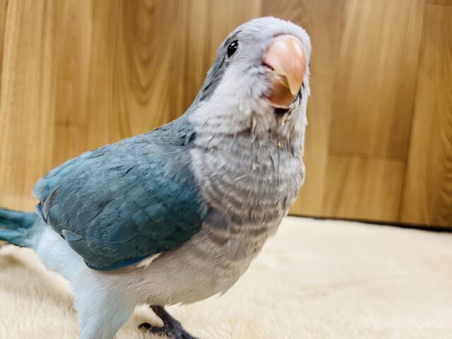 オキナインコ