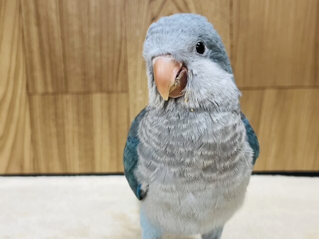 オキナインコ