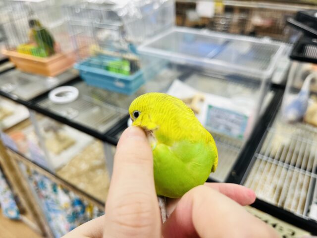 セキセイインコ