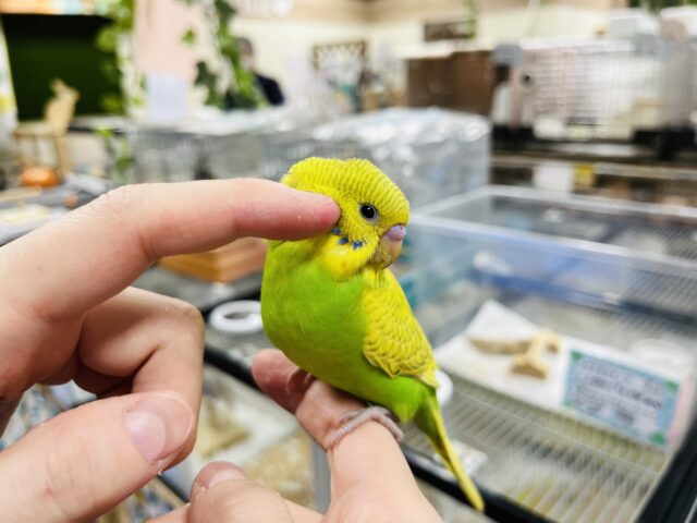 セキセイインコ