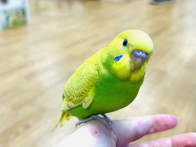 セキセイインコ
